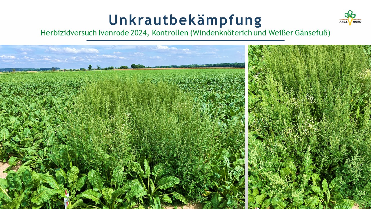 Herbizidversuch – (Ivenrode) 2024