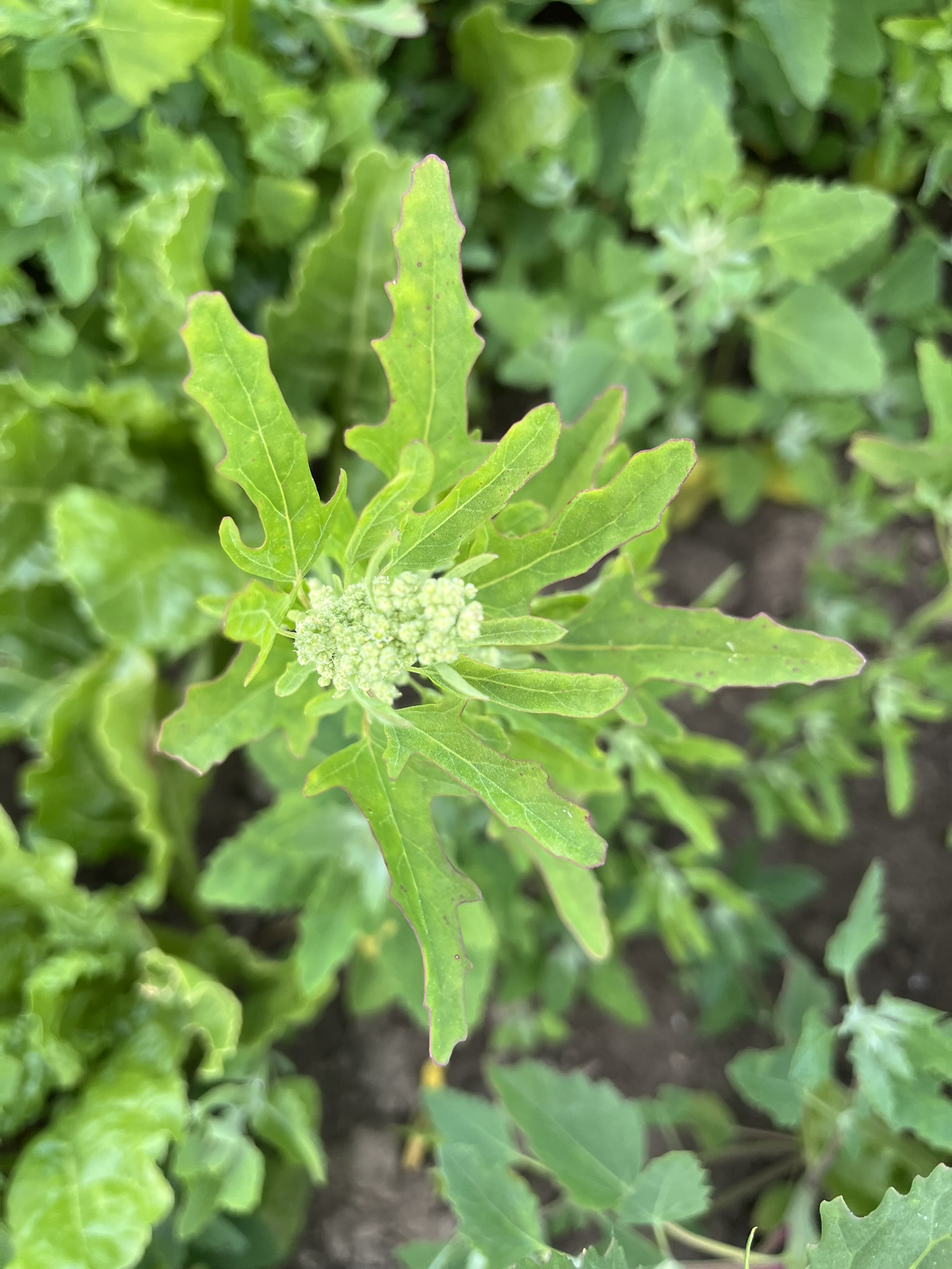 Ringversuche (RV) – Herbizide (Liedingen) 2025