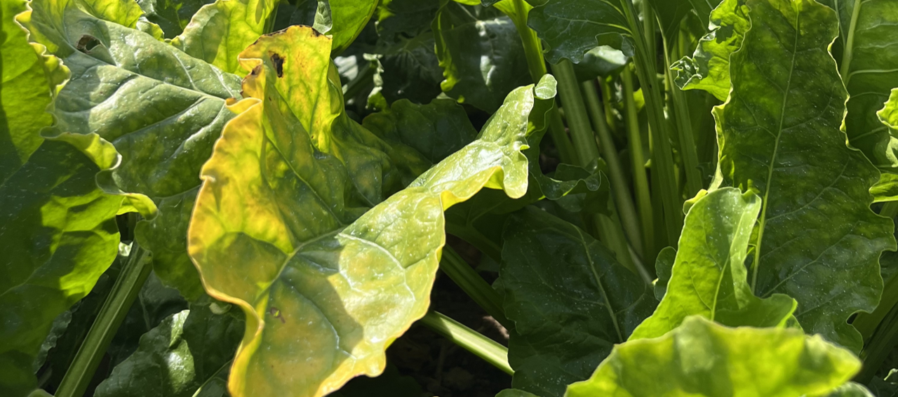 Ringversuch Insektizide 2025